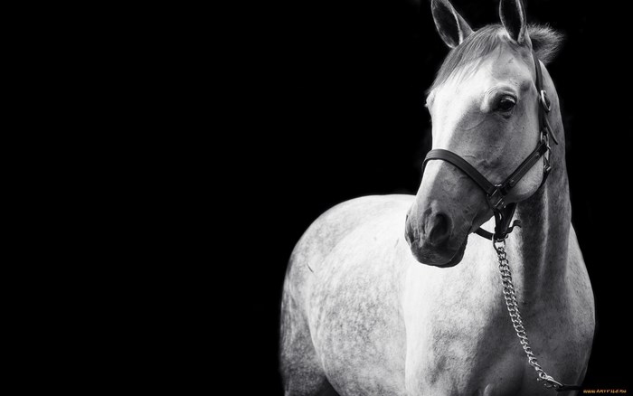 Black and white portrait of a dappled grey horse