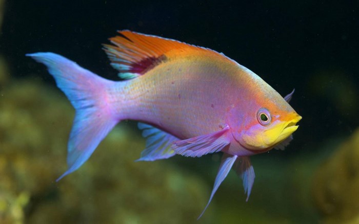 Colorful Anthias fish underwater