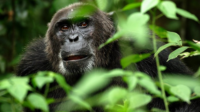 Chimpanzee peeking through green leaves in a forest