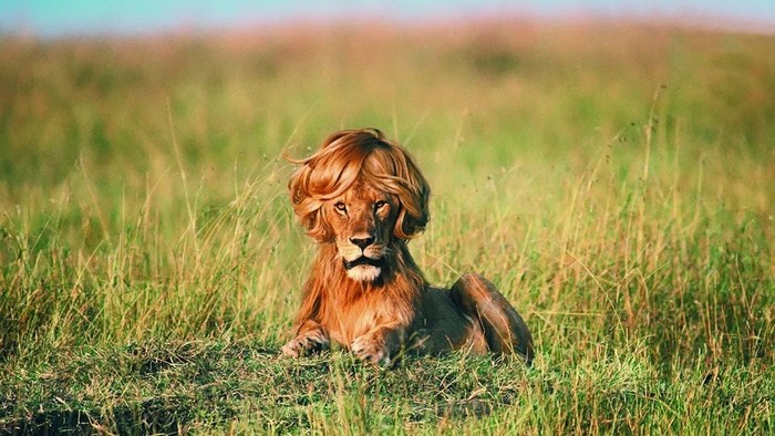 Lion with a blonde wig in a field