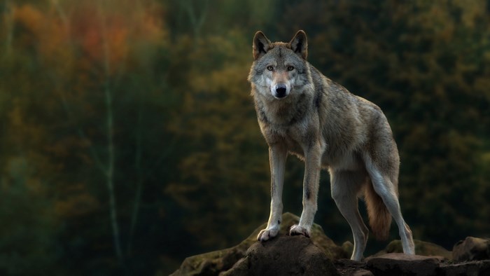 Gray wolf standing on rocks in forest