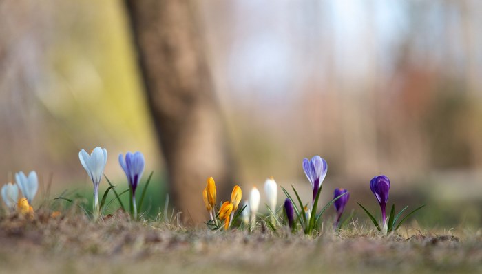 Crocus flowers in a field