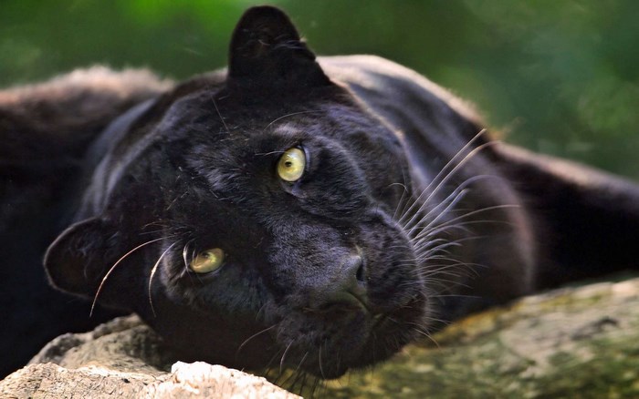 Black Panther lying on a log