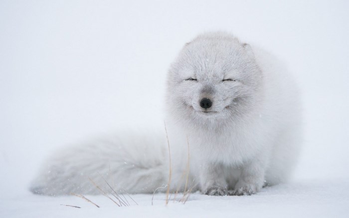 Arctic fox in the snow