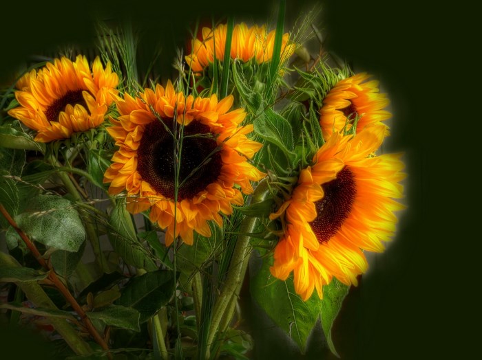 Bouquet of sunflowers with green foliage