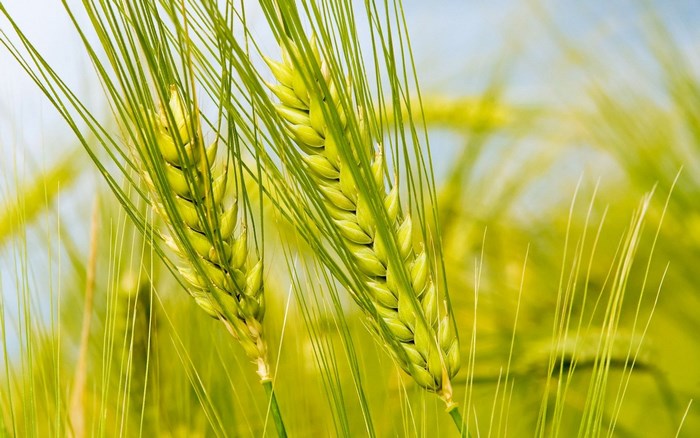 Close-up of green wheat stalks in a field