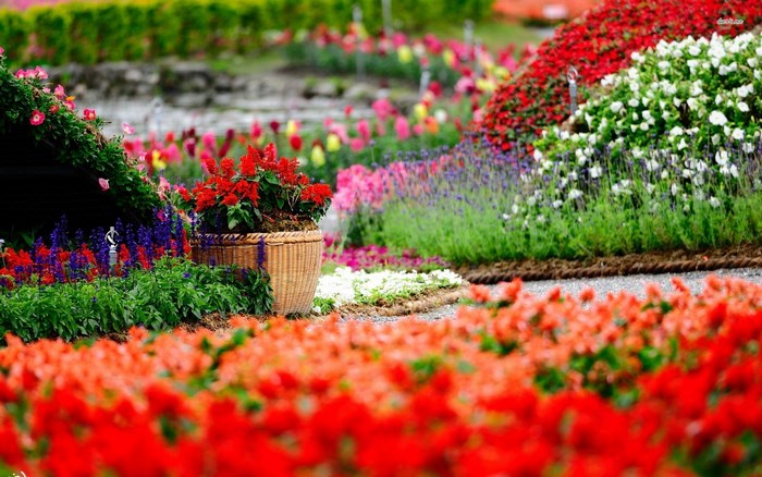 Colorful flower garden with red, white, and purple blooms