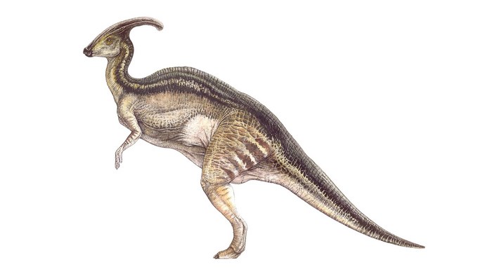 Parasaurolophus dinosaur illustration