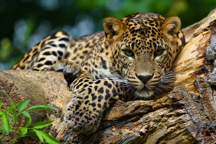 Leopard resting on a tree trunk