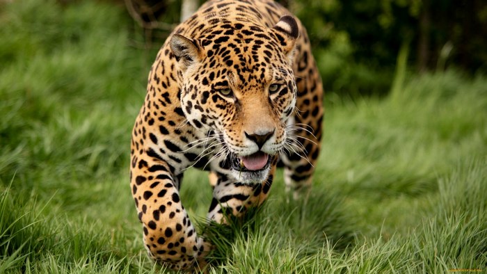 Majestic Jaguar Walking Through Green Grass