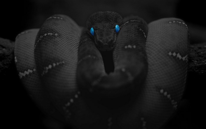 Snake with glowing blue eyes