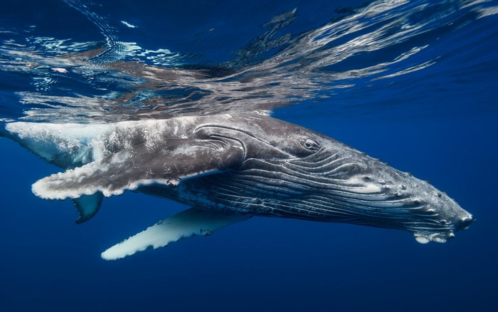 Humpback whale swimming underwater