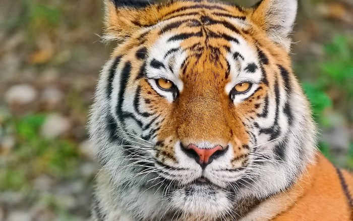 Tiger close-up portrait