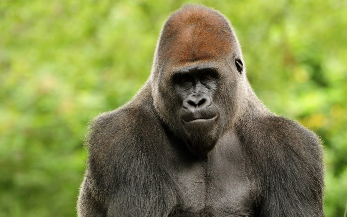 Gorilla portrait