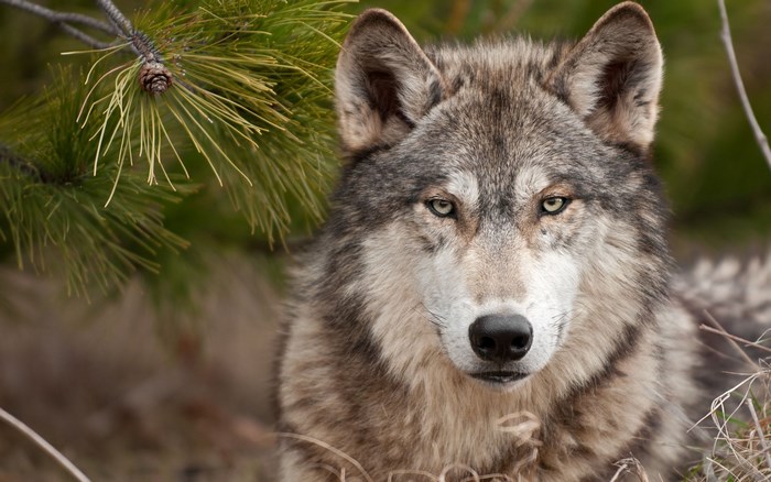 Wolf in a forest with pine branches