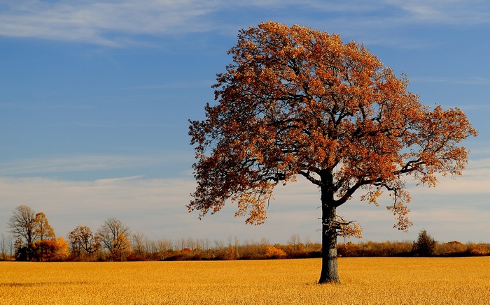 Autumn tree in a golden field under a blue sky