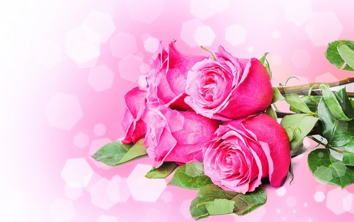 Pink roses with bokeh background