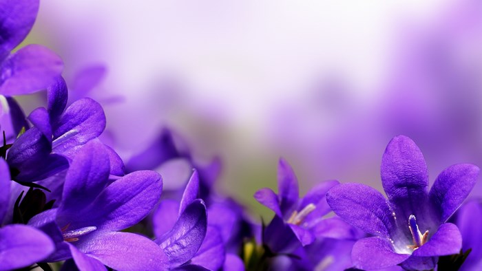 Purple Bellflowers 4K Windows
