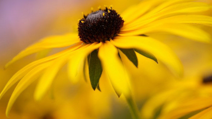 Yellow flower with dark center 4K