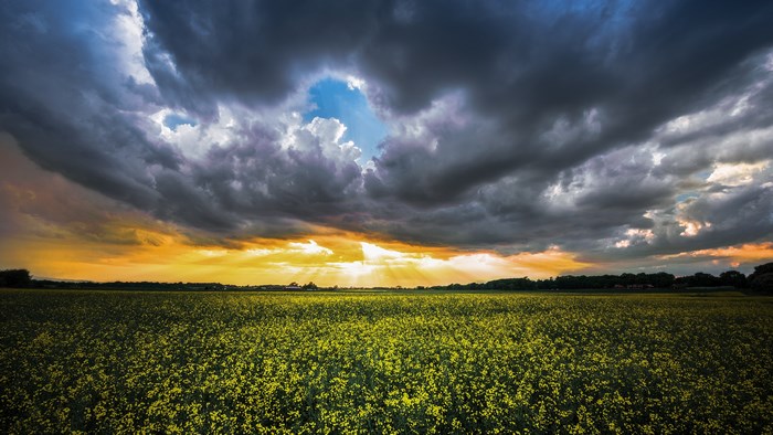 4K field of yellow flowers under stormy sunset