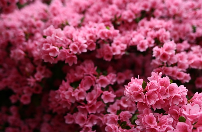 Pink Azalea Flowers in Bloom