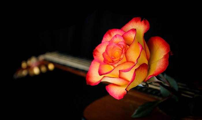 Vibrant Yellow and Red Rose on Guitar