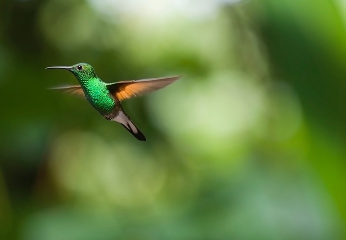 Green hummingbird in flight with blurred background