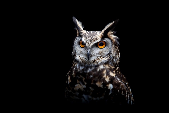 Close-up of a spotted eagle-owl against a black background
