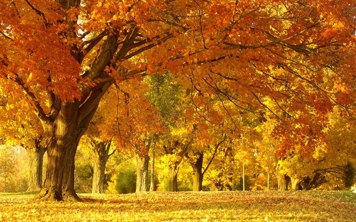 Autumn trees with orange and yellow leaves