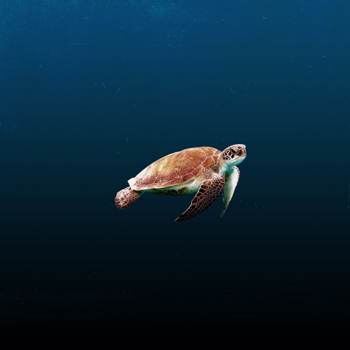 Sea Turtle Swimming in Deep Blue Water