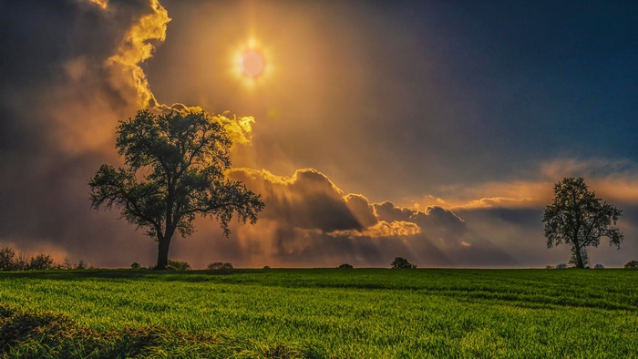 Sunlit Field with Trees and Dramatic Clouds 4K