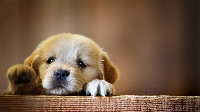 Adorable Puppy Resting with Soft Focus 4K