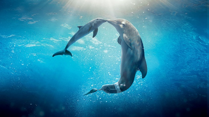 Two dolphins underwater 4K