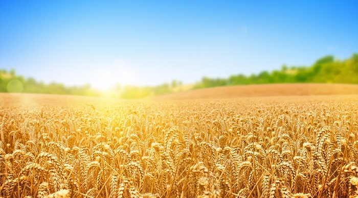 Wheat field under the sun 4K
