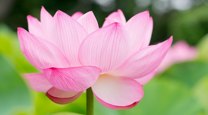 Pink Lotus Flower 4K High Resolution