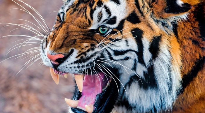Roaring Tiger Close-Up in 4K