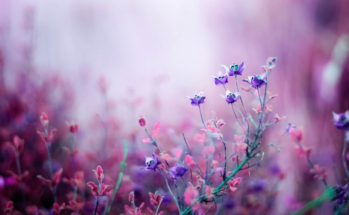 Purple wildflowers in a field