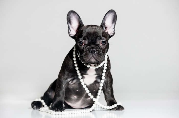 French Bulldog with Pearl Necklace 4K
