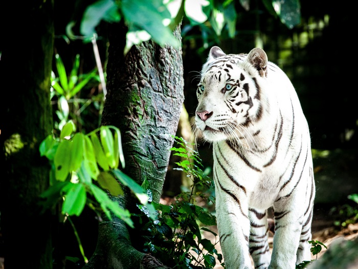 White tiger with blue eyes in a forest