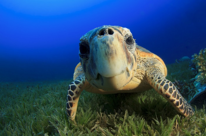 Hawksbill sea turtle in seagrass bed