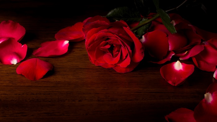 Red Rose and Petals on Wooden Surface 4K