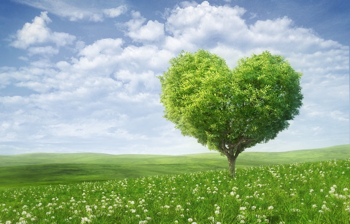 Heart Shaped Tree on Green Field 4K