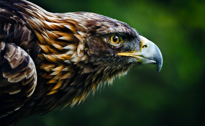 Majestic Eagle Close-Up in 4K