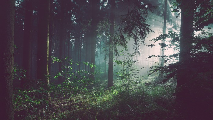 Sunbeams in a misty forest