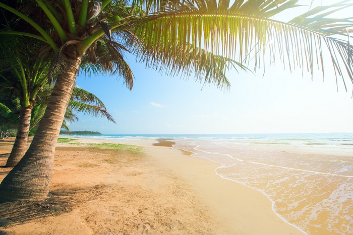 Beach with palm trees and ocean