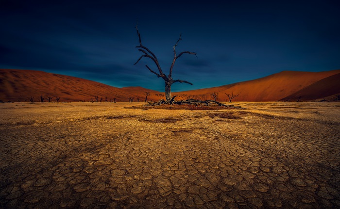 Dead trees in a desert landscape 4K