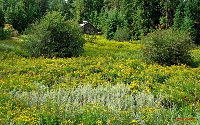 Barn in a field of yellow flowers and trees