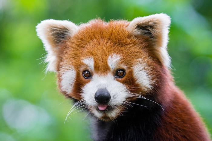 Red panda with tongue sticking out, 4K
