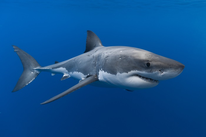 Great White Shark in Blue Water