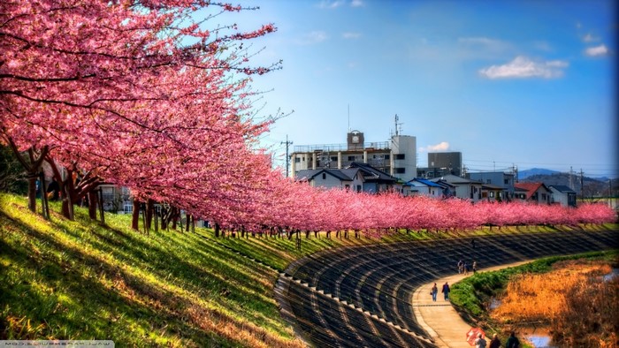 Cherry blossoms line a river path in Japan